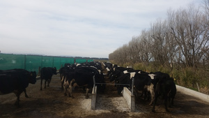 Silage Pits & Dairy Feed Pads